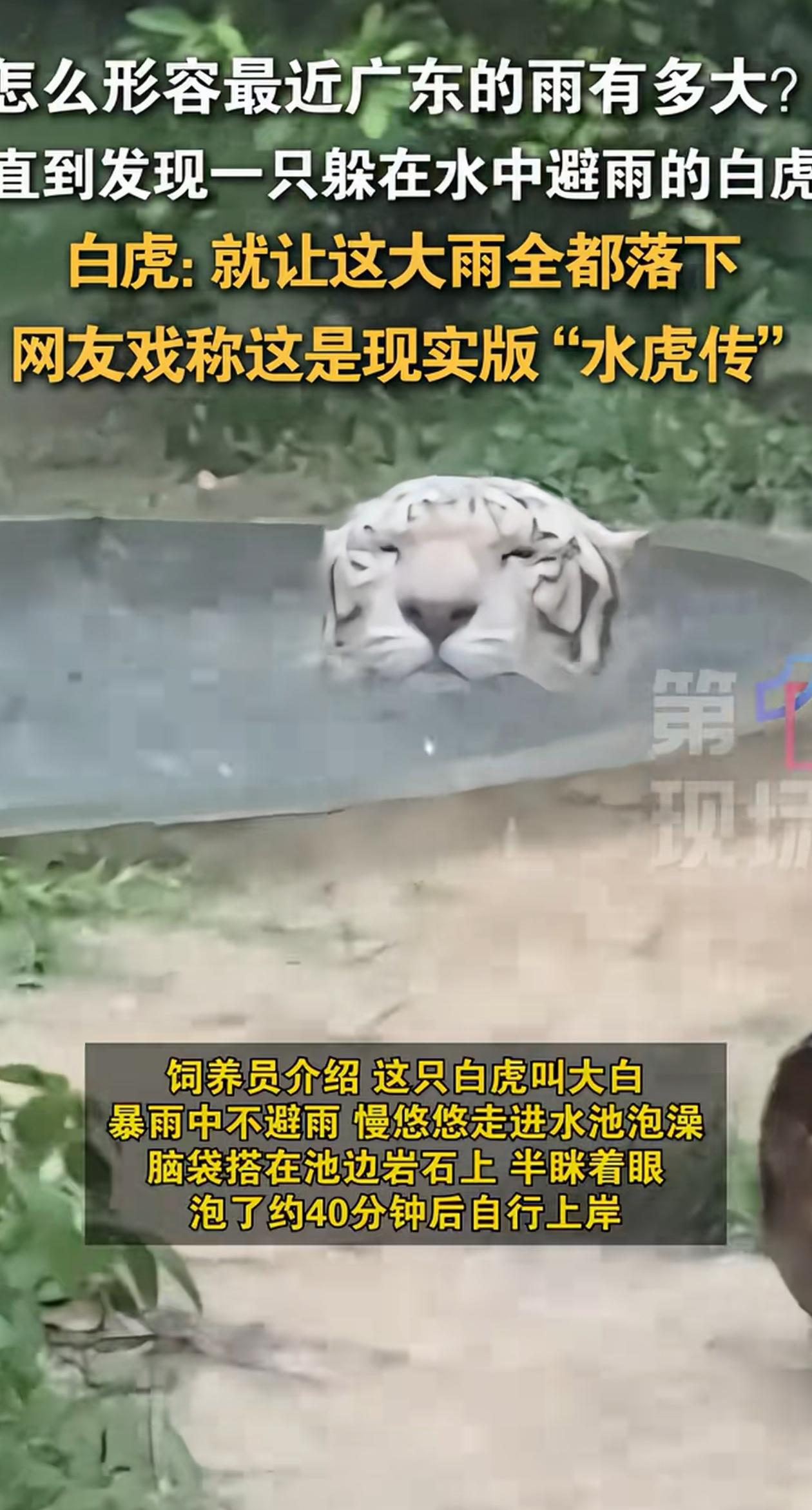笑不活了！广东中山，动物园突然下起了大暴雨，没想到里面的老虎不仅不避雨，反而一头
