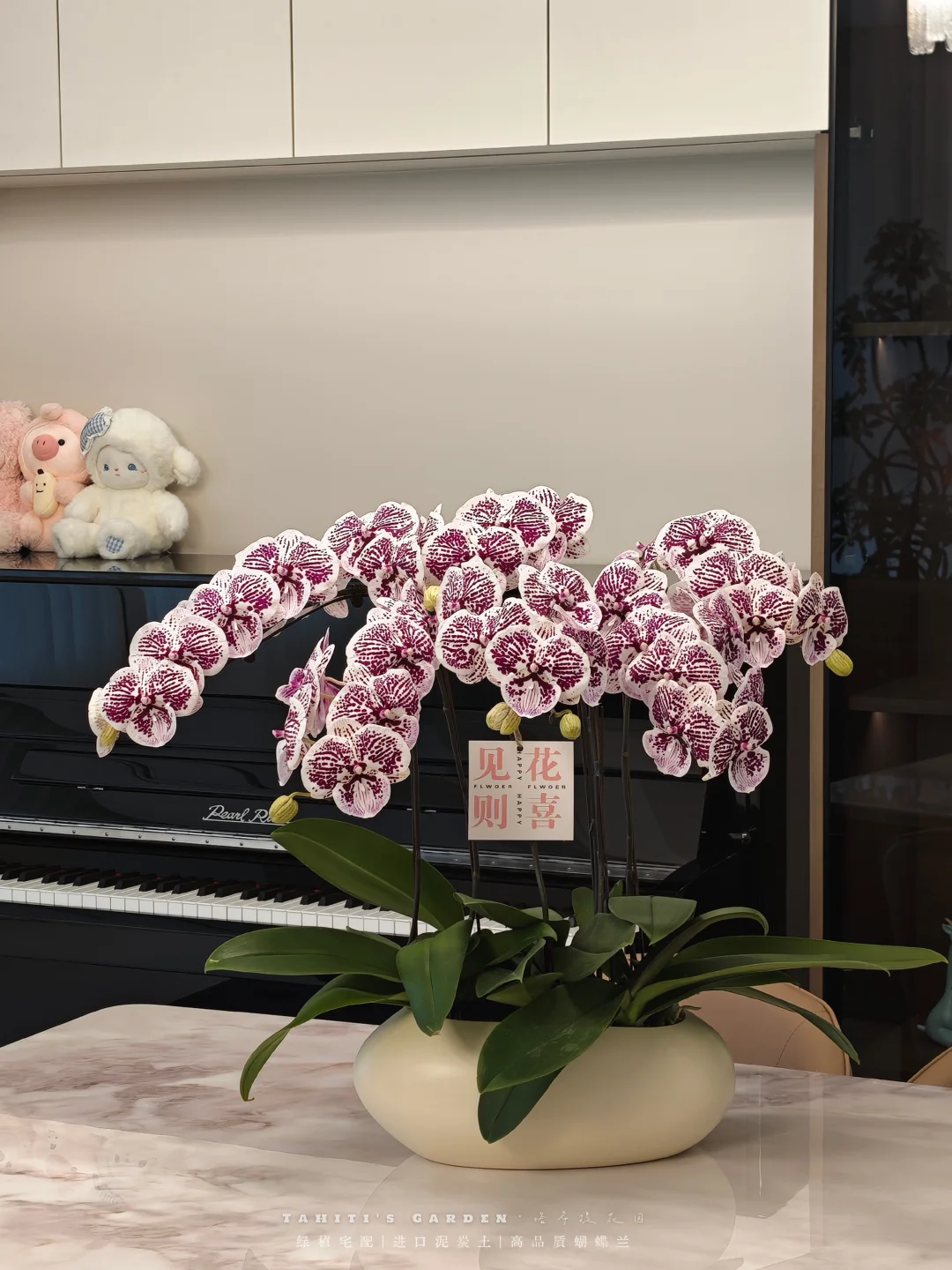 滨湖新家｜蝴蝶兰绿植宅配