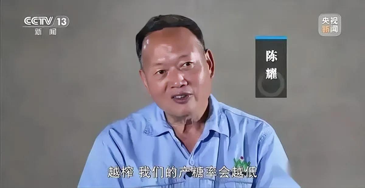 种了半季甘蔗最后白忙一场你说这钱到底被谁赚走了？就说化州最近收蔗的事