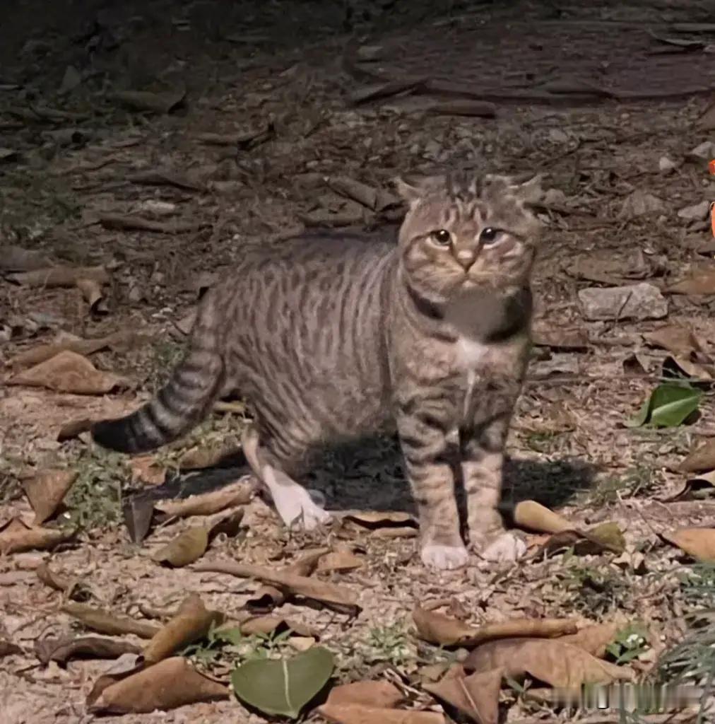 一脸委屈的猫猫！