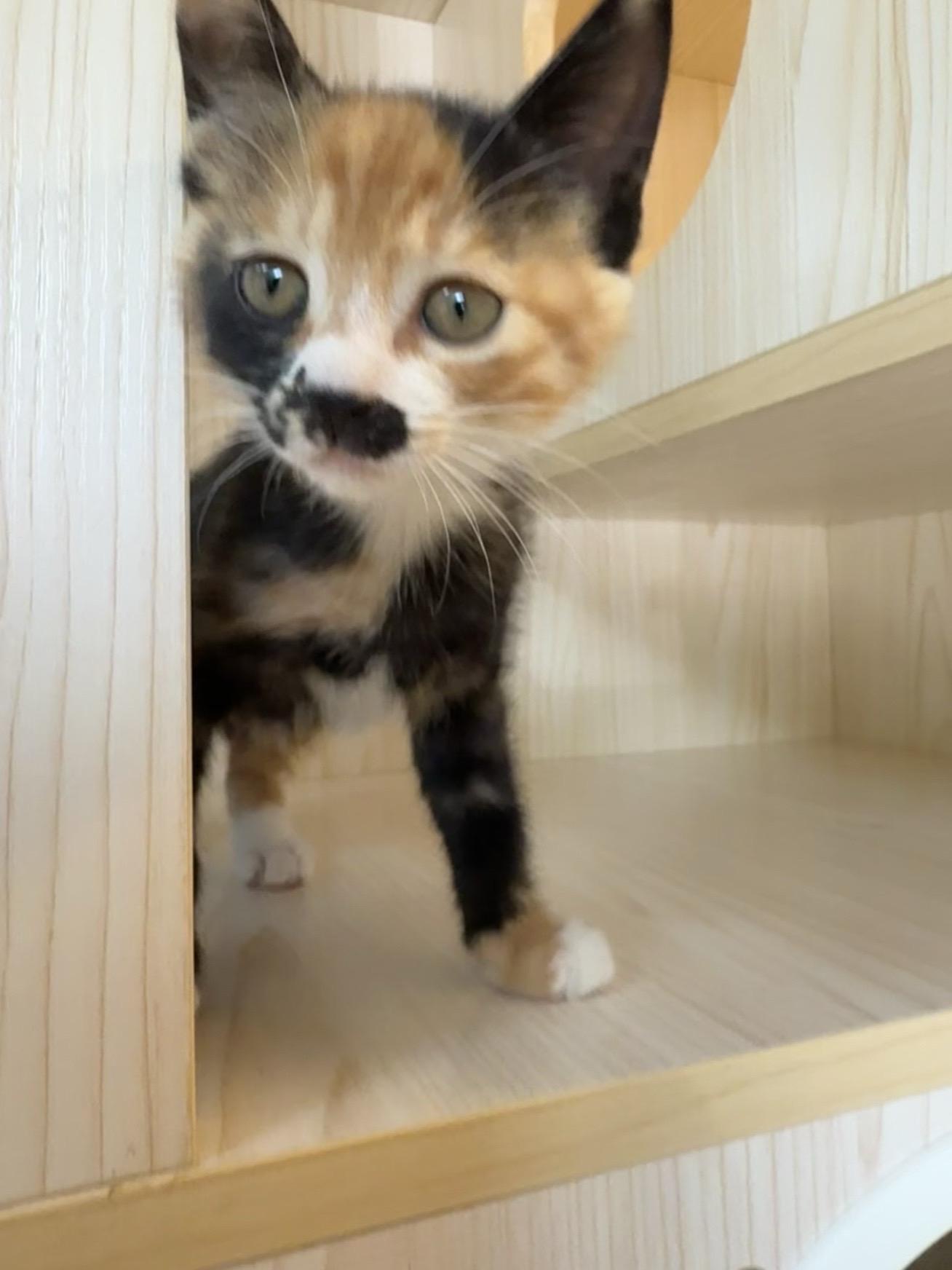 小猫求领养 在岳阳 用这个号发一个求助 在垃圾堆里捡到了三只一个月的小...