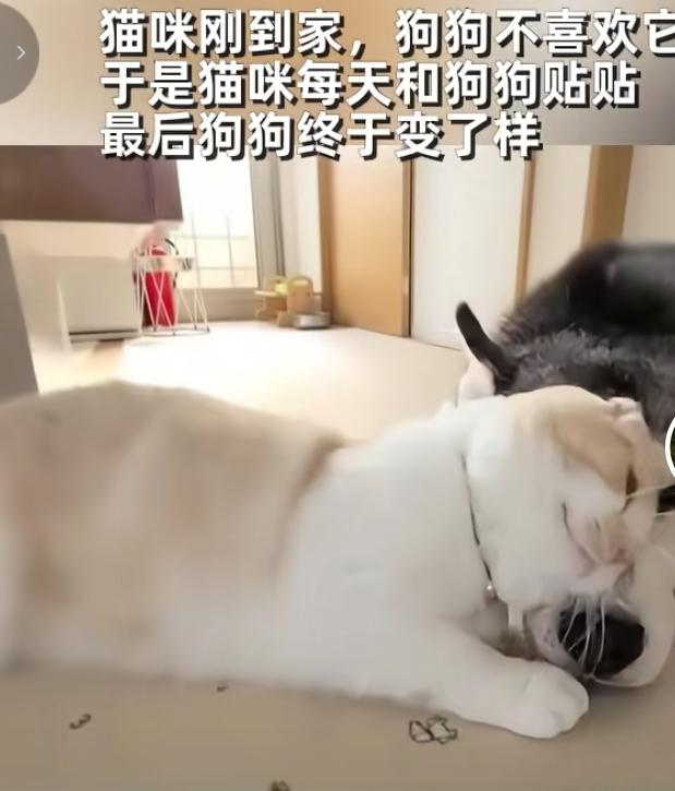 猫咪主动贴贴，高冷大狗彻底沦陷新猫咪刚进家门，家里大狗满脸写着抗拒，打心底