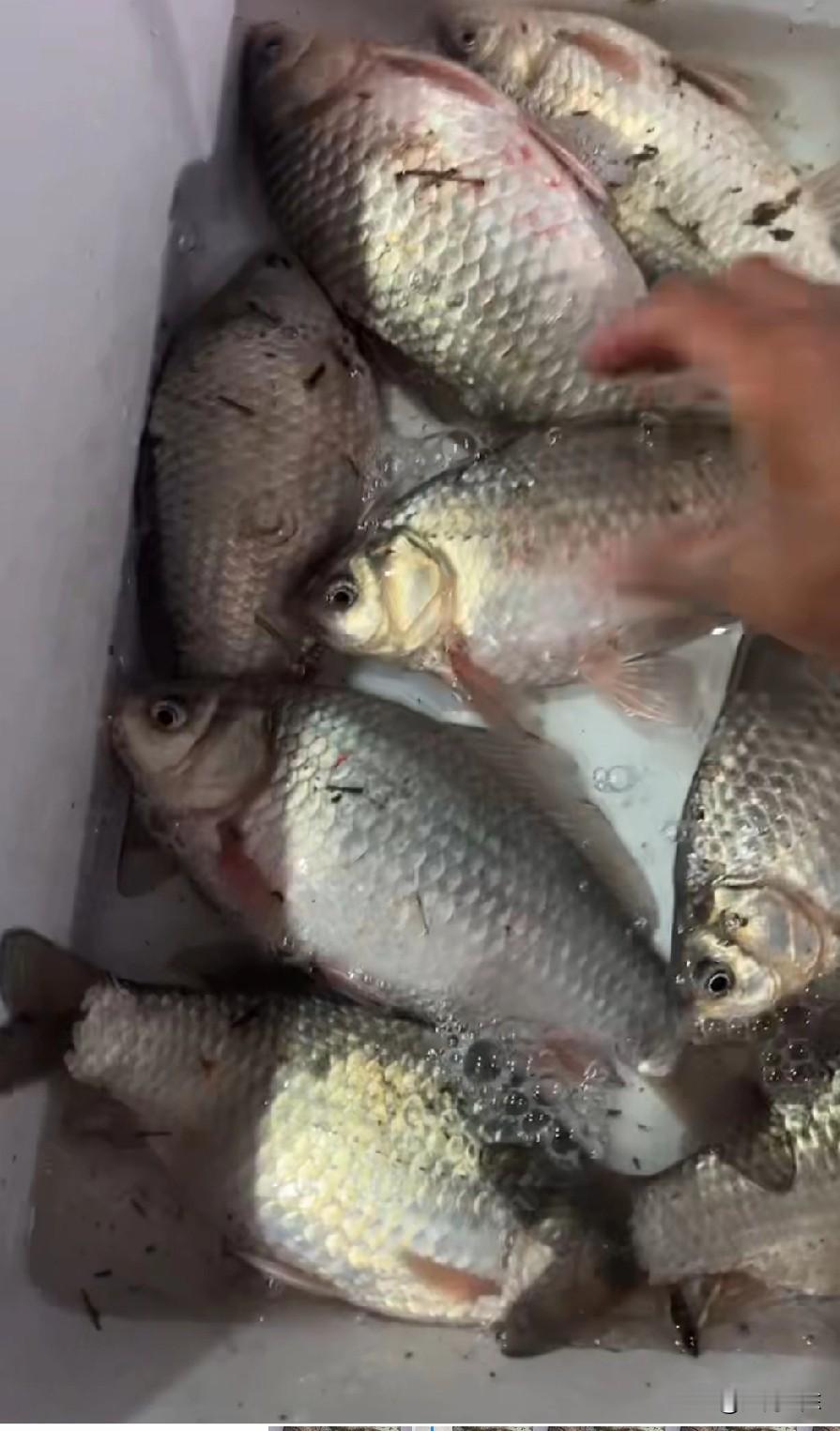 浮漂调得好，多是空军佬！为什么这么说，是因为很多人钓鱼，水平在新手于大师之间。