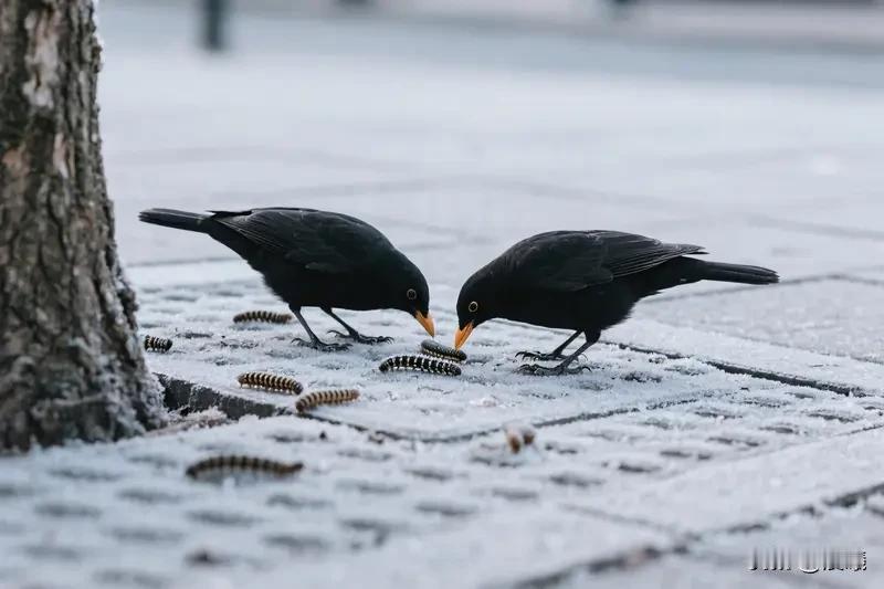 今年冬天的不同今年冬天还挺不一样的。有人选择带着“家”（房+车）去旅行，感受不