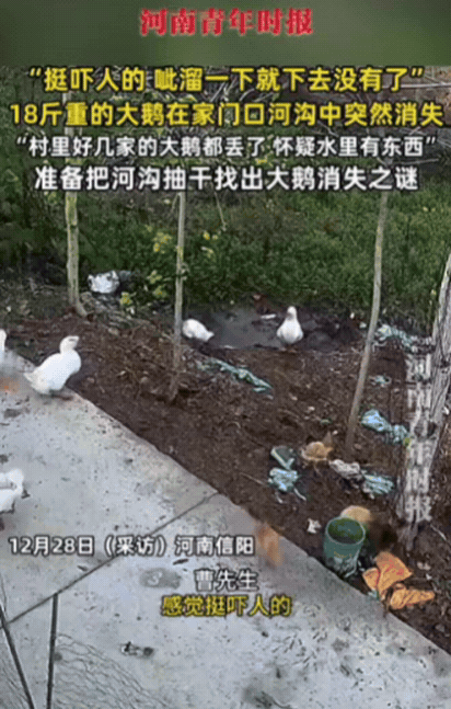 解释不清了！河南一只18斤大鹅去河沟喝水，结果下一秒，大鹅突然在水里扑腾，呲溜一