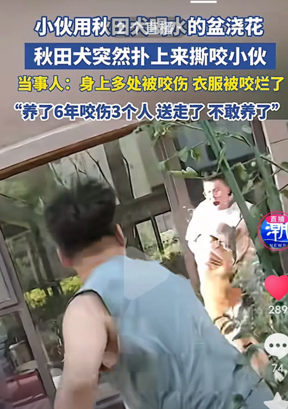 看一下养狗的下场，小伙用秋田犬喝水的盆浇花，秋田犬扑上去毫无情意的咬小伙，去人护