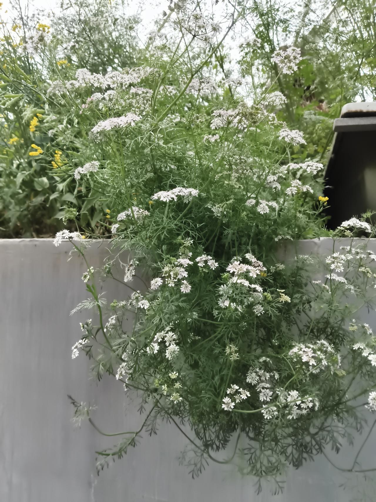 墙沿的芫荽，也就是常说的香菜，竟悄悄开成了一丛别致的景致。细碎的羽状叶片如绿纱轻