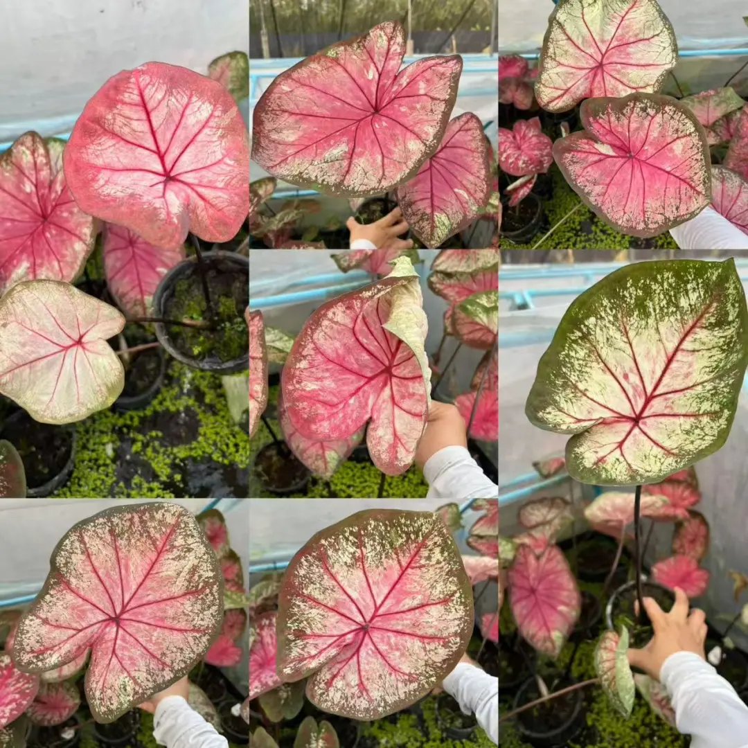 看看我都收了些啥