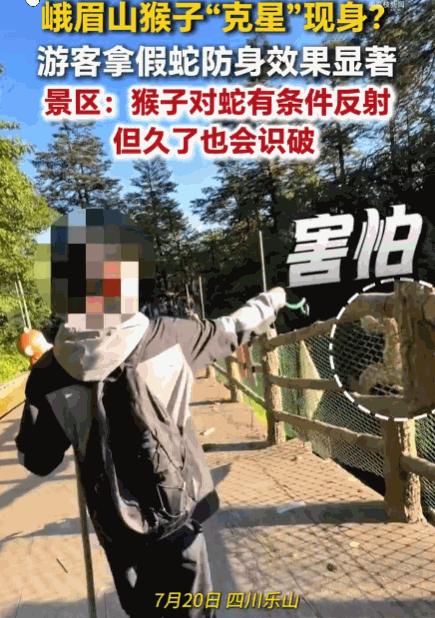 万物皆有灵！四川乐山，峨眉山景区。一游客为防止猴子靠近或抢夺物品，随身准备了一条