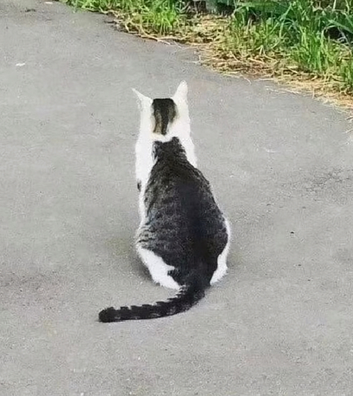 猫中猫可爱耶。​​​