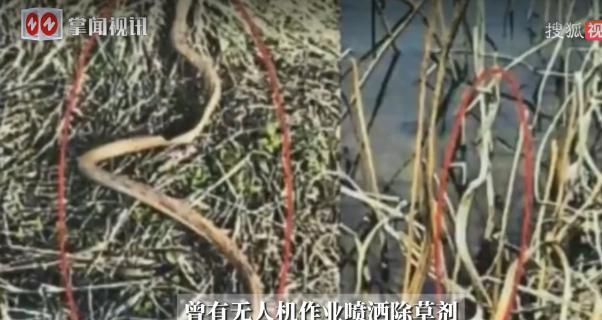 “冤不冤！”江苏宜兴，男子承包了一片农田种莲藕，这天，隔壁田地用无人机喷洒除草剂