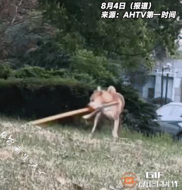 成精了，成精了！一只两岁半的狗狗，从小就喜欢玩棍子，而且“棍法练得出神入化”，真