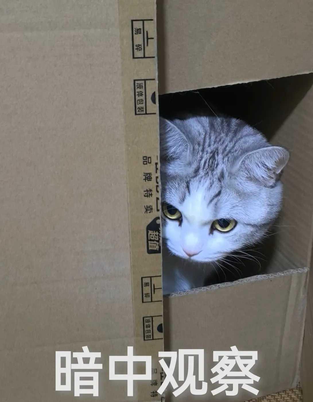 分享我这周有趣的事：有个网友说他家猫最近迷上了一个纸箱，天天往里钻，结果有天他回