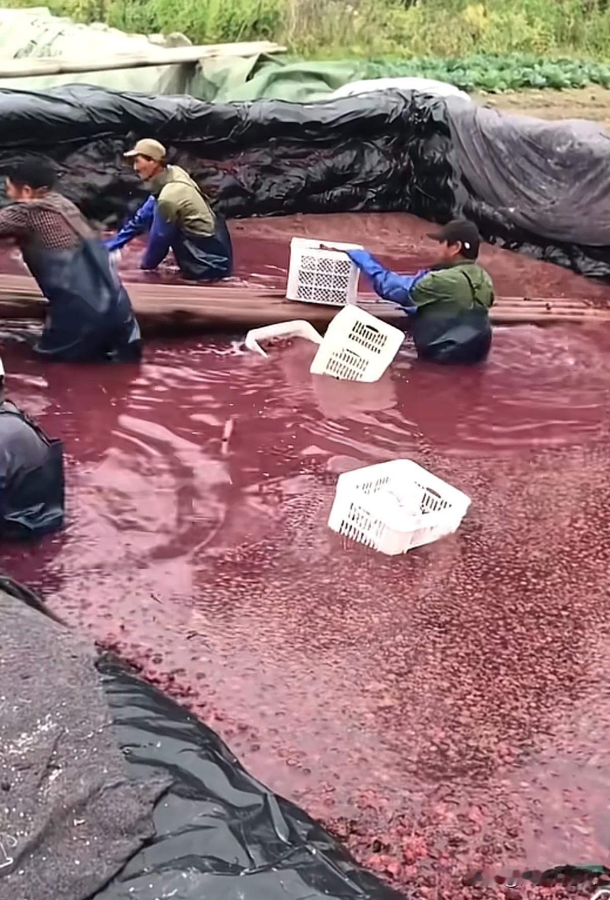 曝光“杨梅泡添加剂”的媒体人被当地人骂：“你才缺德，发位置给你，敢过来再看一下吗
