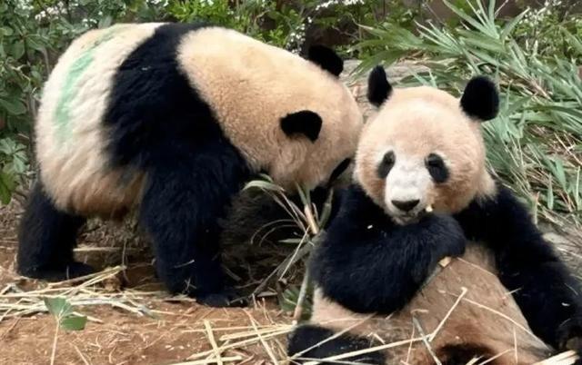 脸都不要了！归还中国大熊猫后，日本右翼抹黑中国，会吃掉熊猫晓晓和蕾蕾归国基