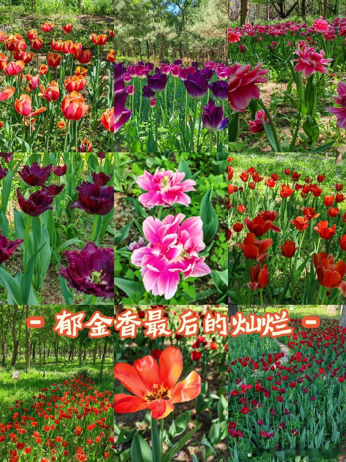 郁金香最后的灿烂，就在永定河绿色港湾好看的花一定要分享给你又到了赏花拍照的季节