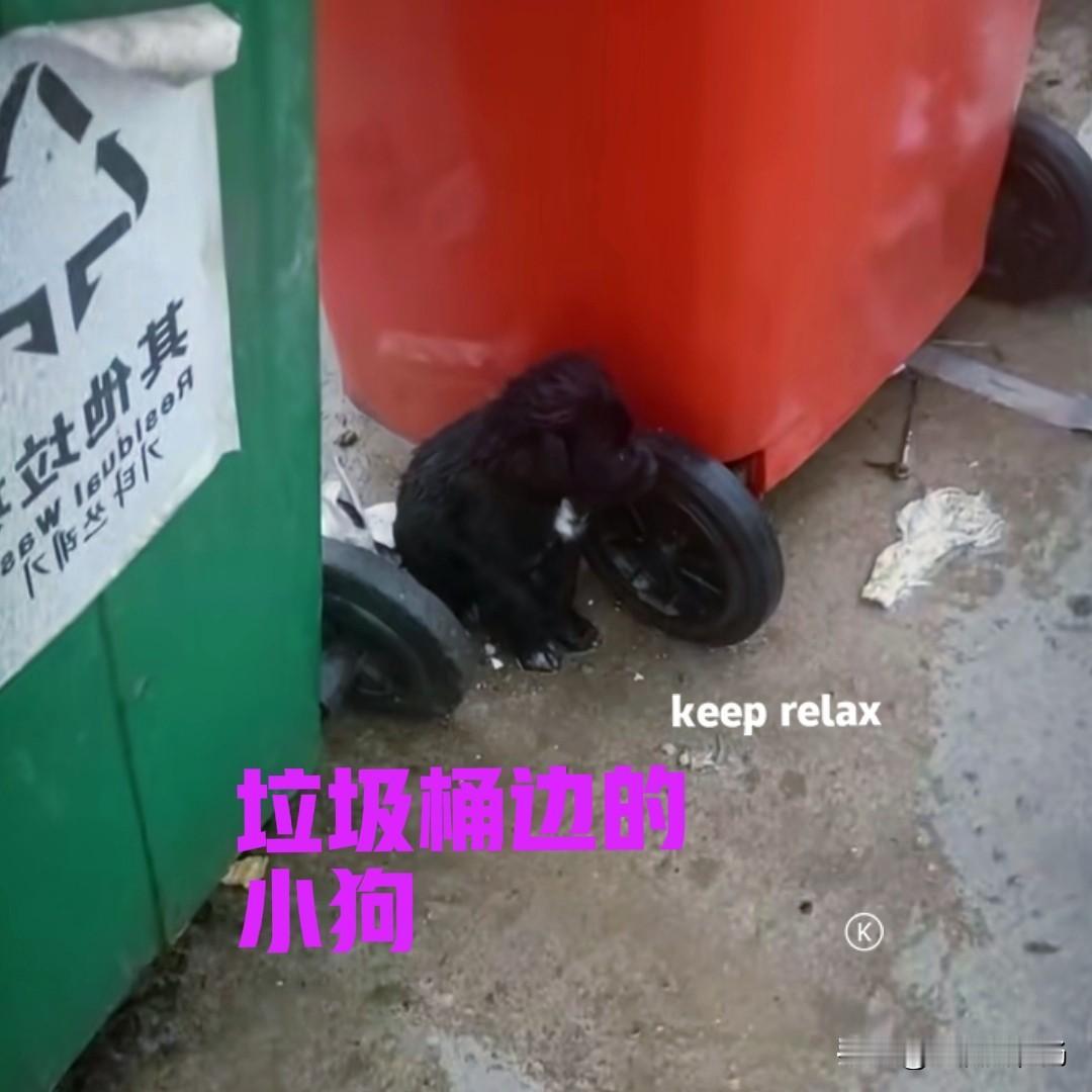 早上下楼倒垃圾，发现垃圾桶边有一个黑乎乎的身影，走近一看，原来是一只小狗。天空下