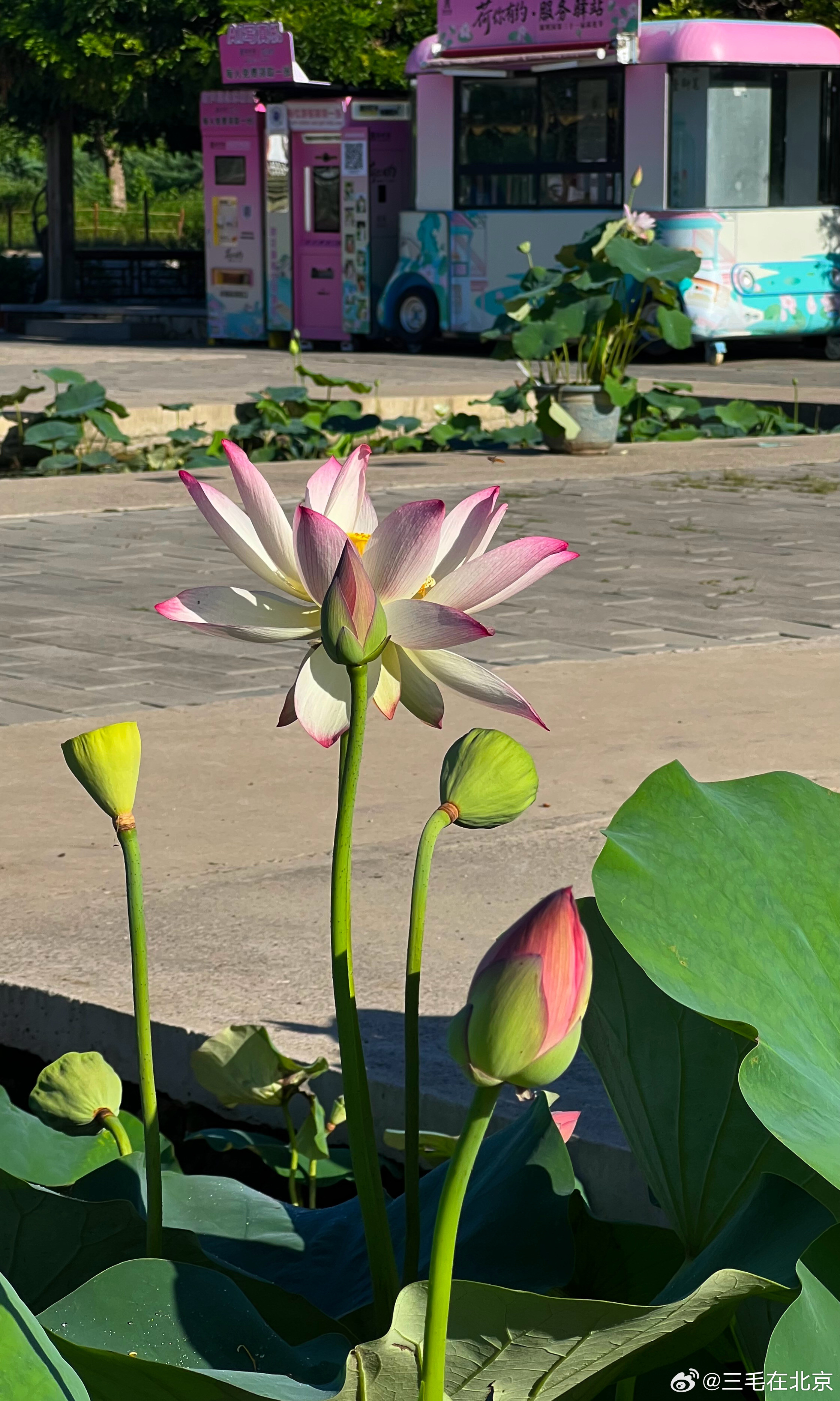 圆明园荷花基地（多稼如云）荷花飘香摄影