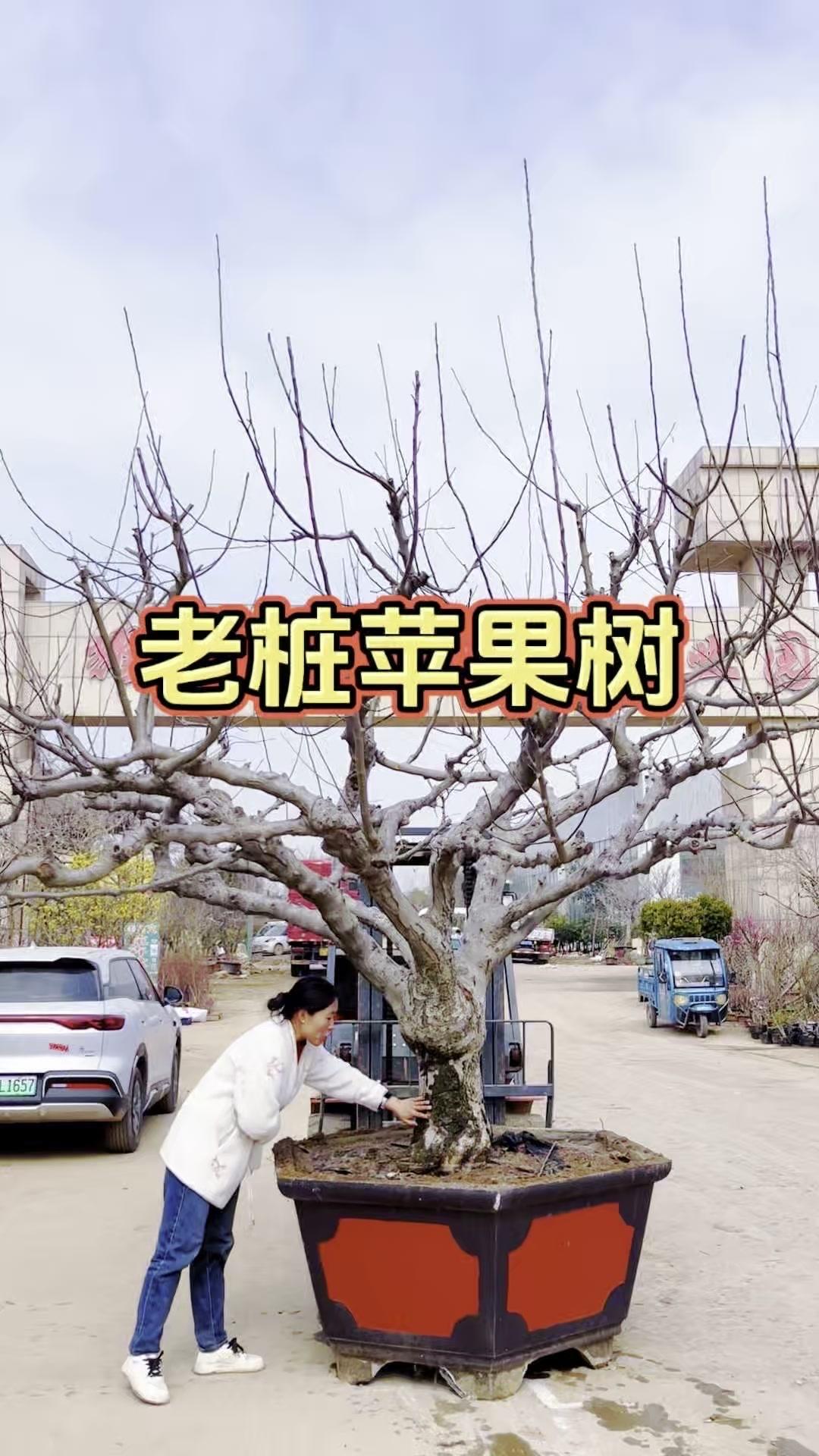 这棵27公分直径的苹果树太绝了！底部土坨三十五六公分，树形健康无烂疤，3米5的高