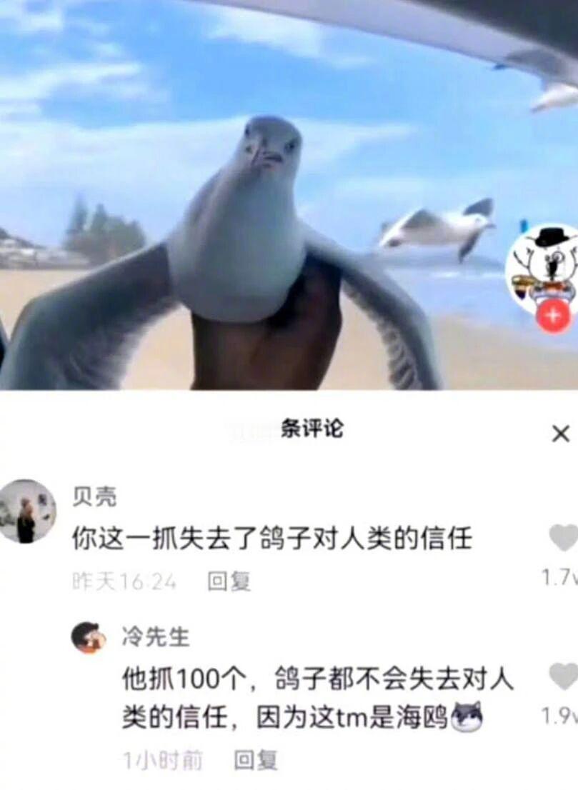 你不说我还真不知道是海鸥呢​​​