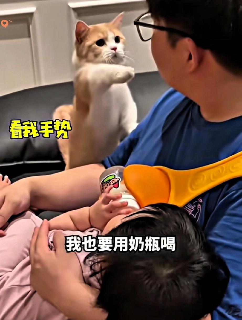 谁还不是个宝宝！小猫咪争宠喝奶的样子也太萌了真的要被这只小猫咪可爱到笑出