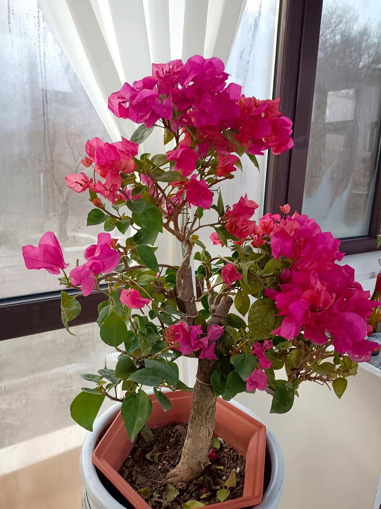 爱生活爱养花一花一草一世界