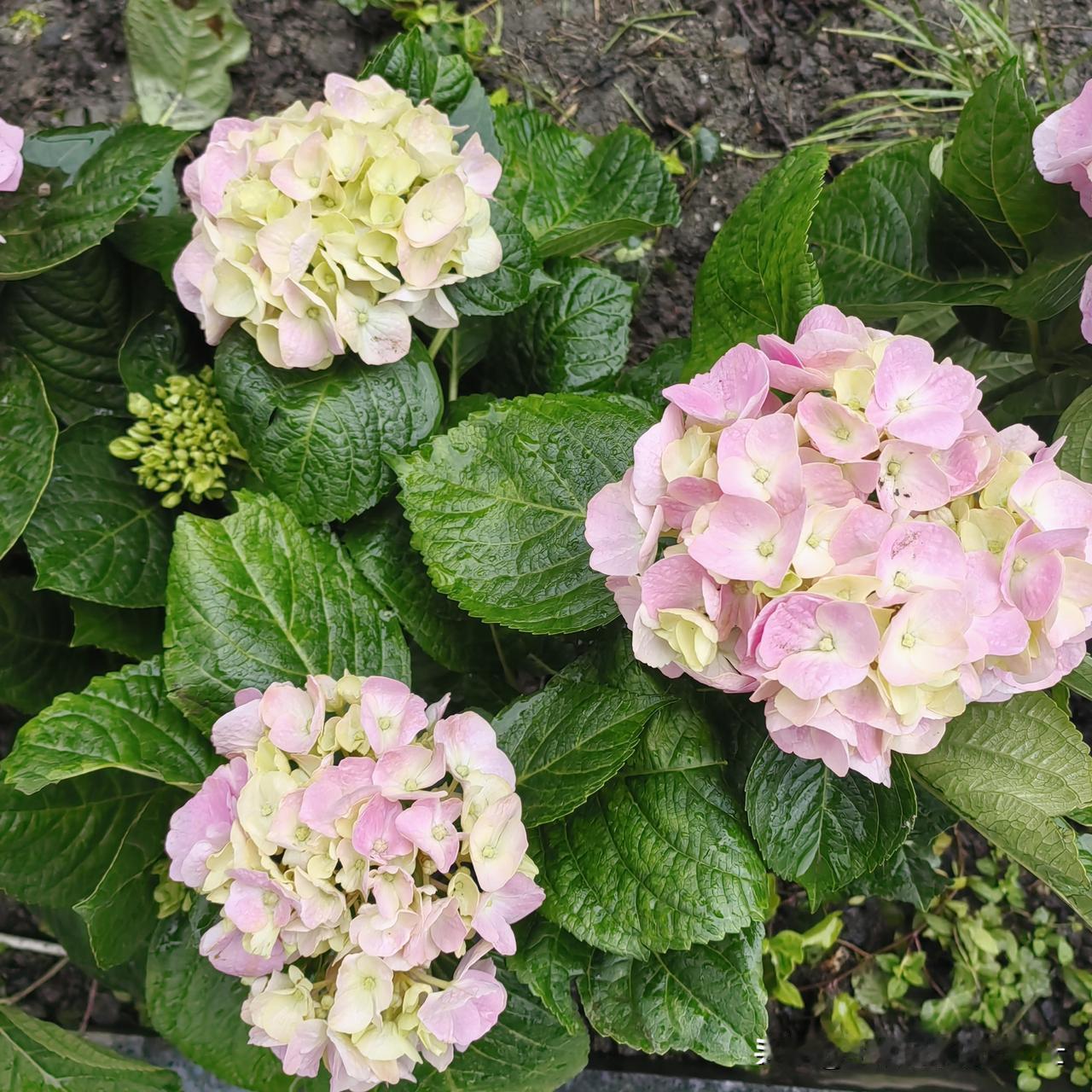 万万没想到，带状疱疹还会引发神经痛！女儿2周前说她腰痛，自以为是腰椎间盘的问