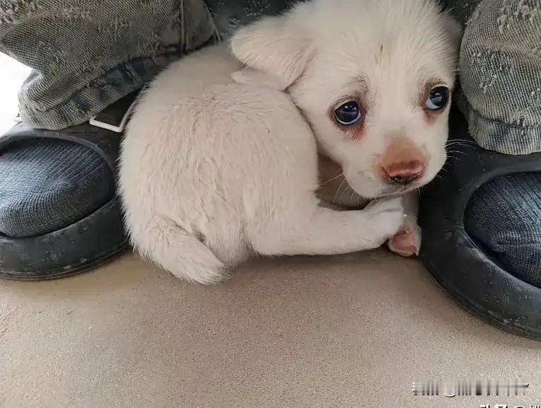 网友早餐铺救下发抖流浪狗，三屉包子暖哭全网！老板一句话，他直接抱走清晨的早