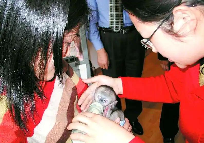 2002年，一只出生两天的野生小金丝猴，靠人乳撑了十九天，最终还是没活下来。