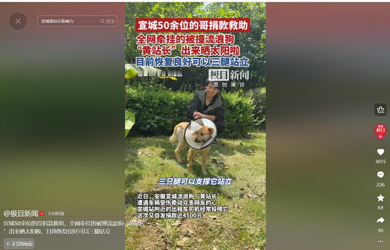 戳中泪点！流浪小黄狗遇车祸，56位出租车师傅集体众筹送医。如今半个月过去，小黄