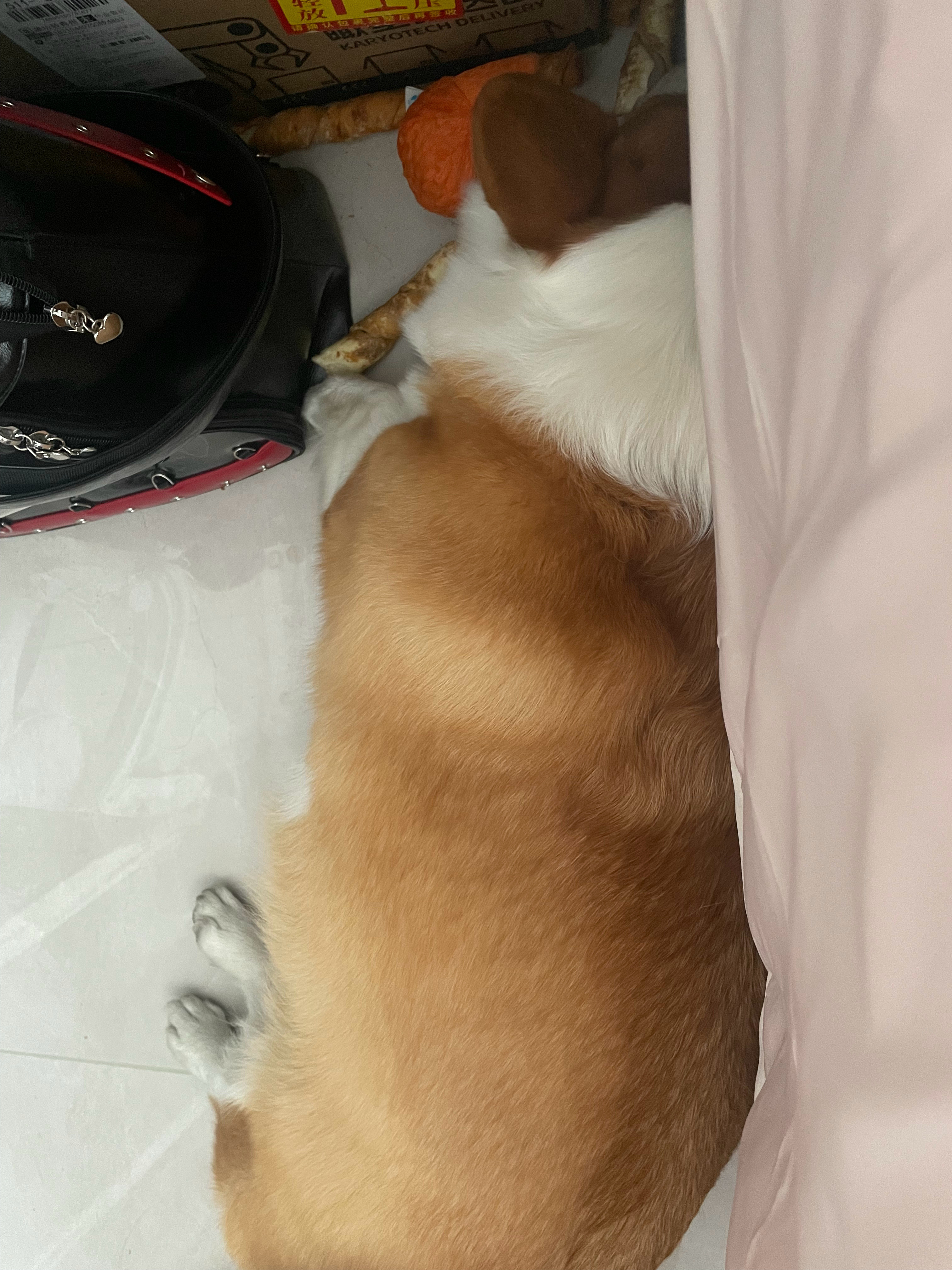 有只小狗总是自顾自跑来我的卧室睡觉我都还没去床上躺着呢
