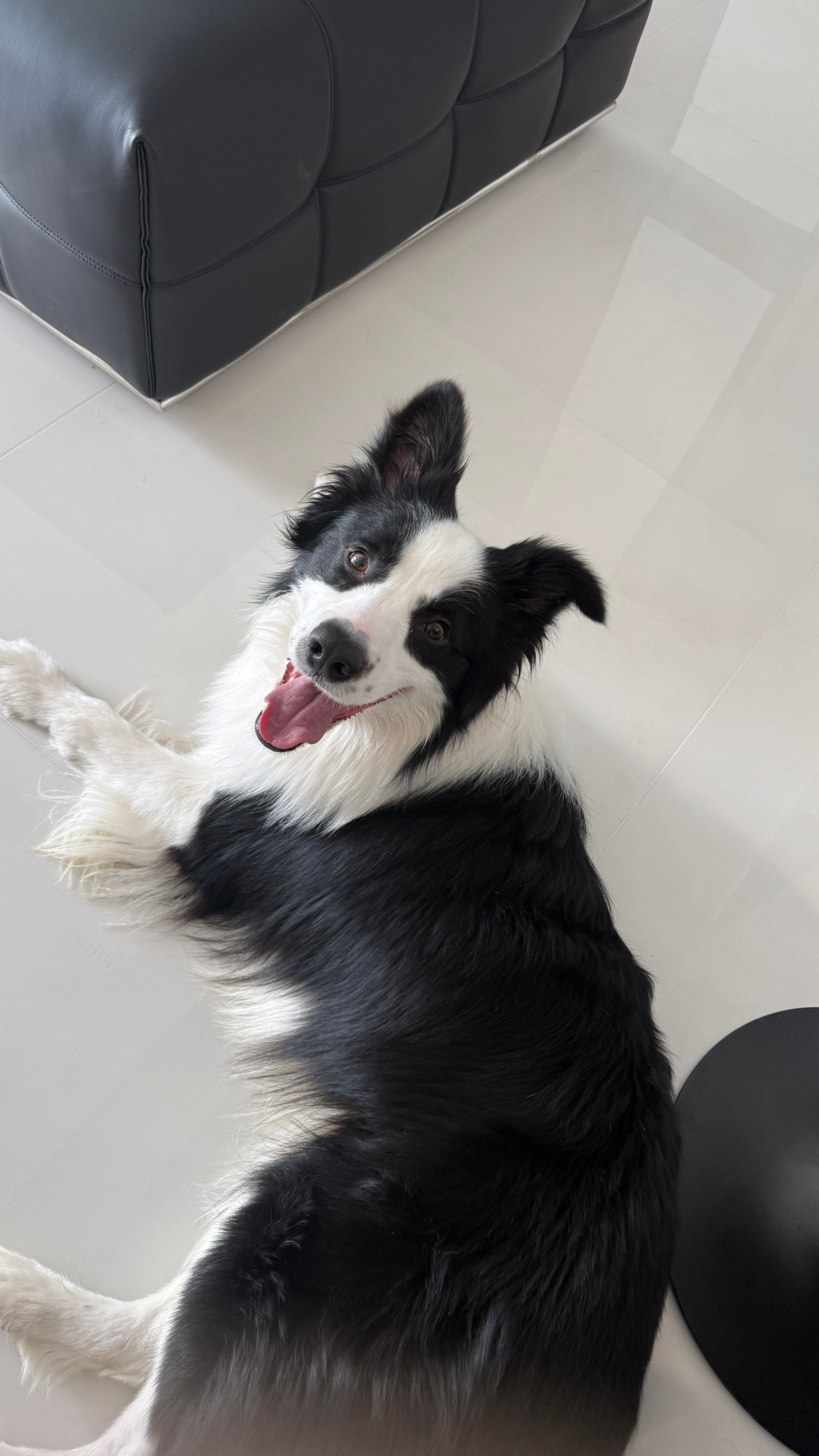 狗人我讨厌坐飞机现在很多宠物托运还不能在客舱呢，俺们养宠人带着出门都是能开车就