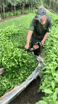 原来是绿化带我以为采茶呢……🤔