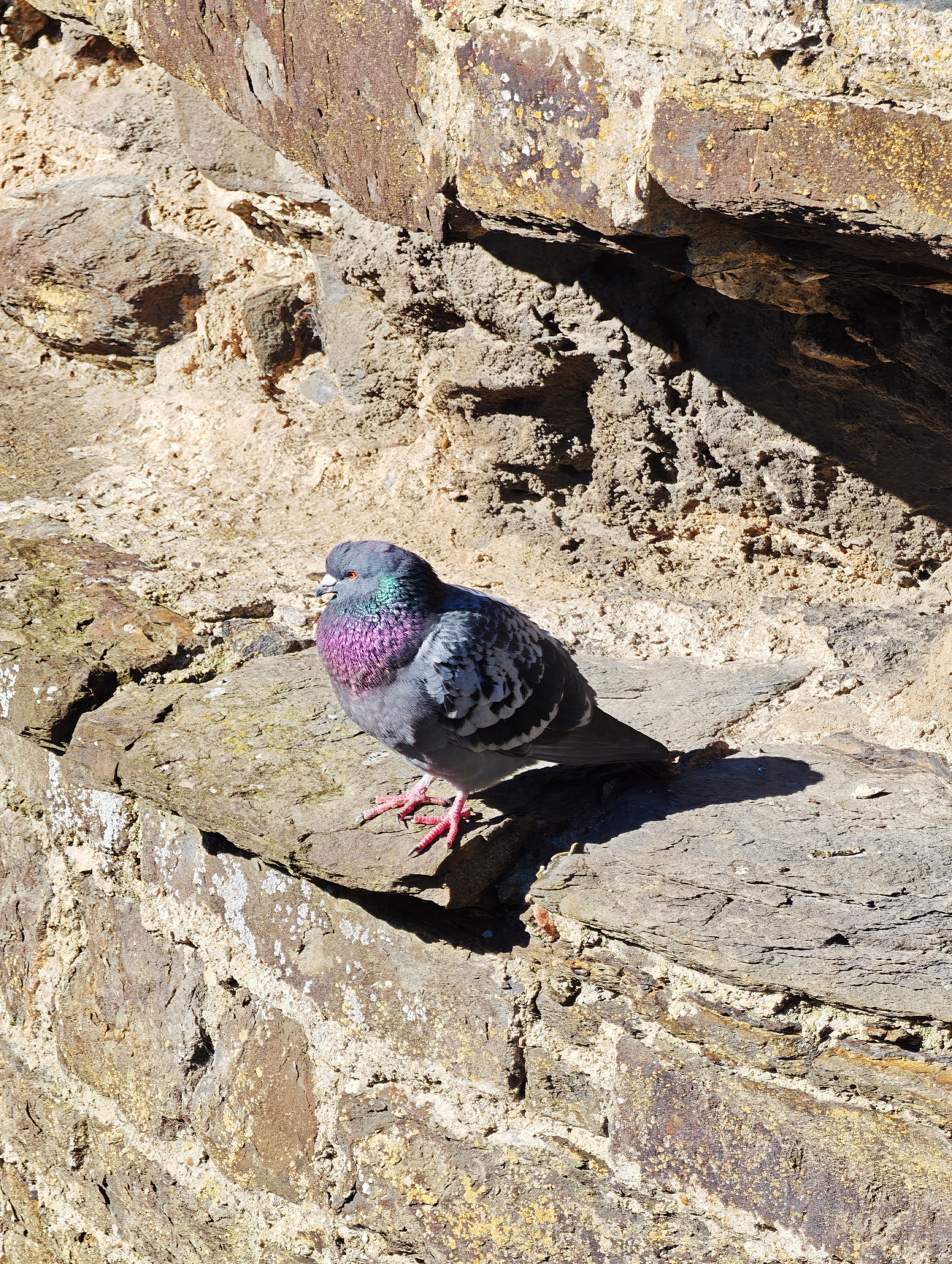 最近拍的一些动物