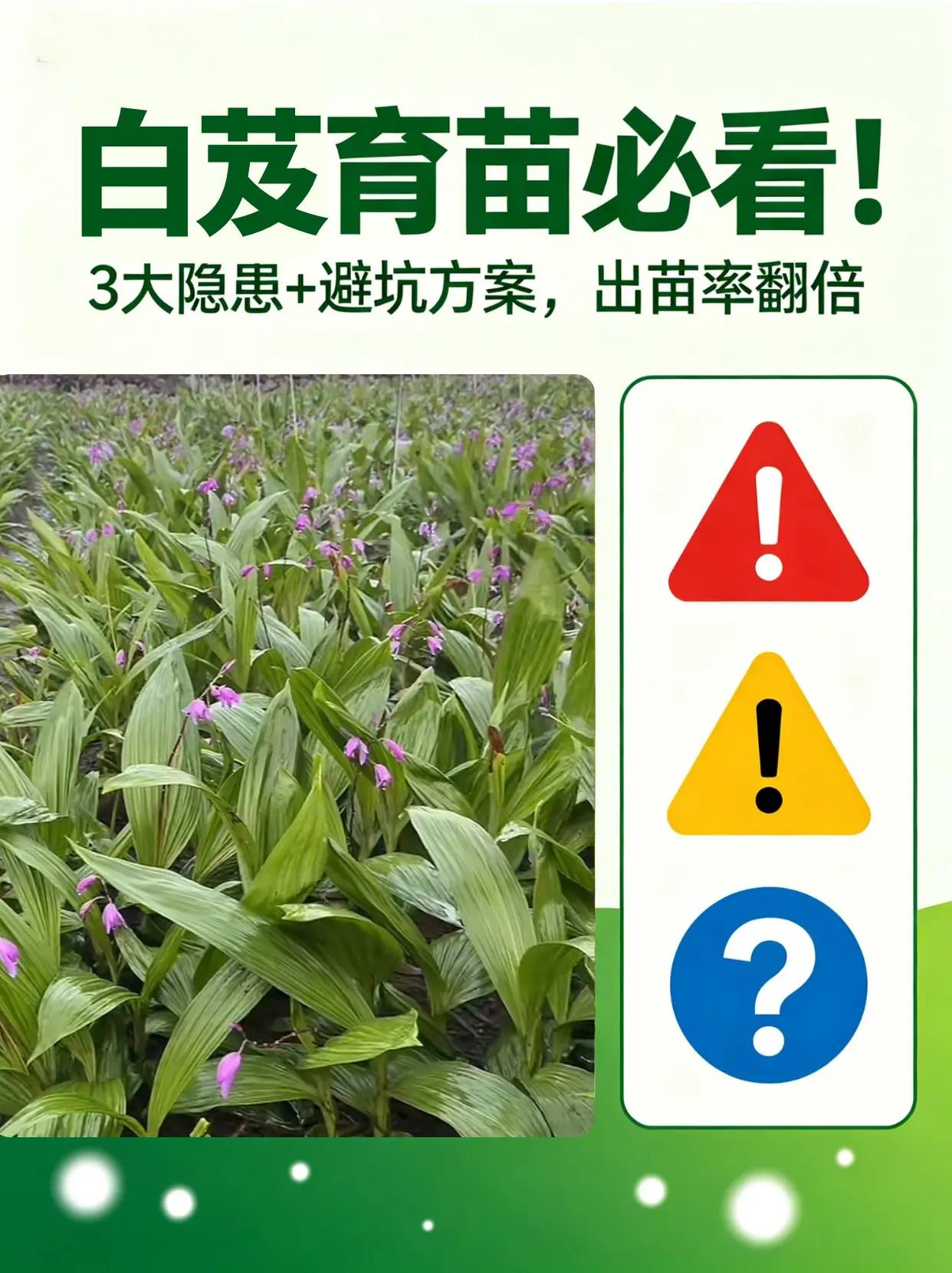 白芨育苗必看！3大隐患+避坑方案！。白芨种植