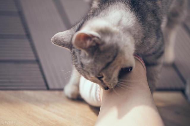 被猫咬了,会得狂犬病吗?要不要打疫苗?