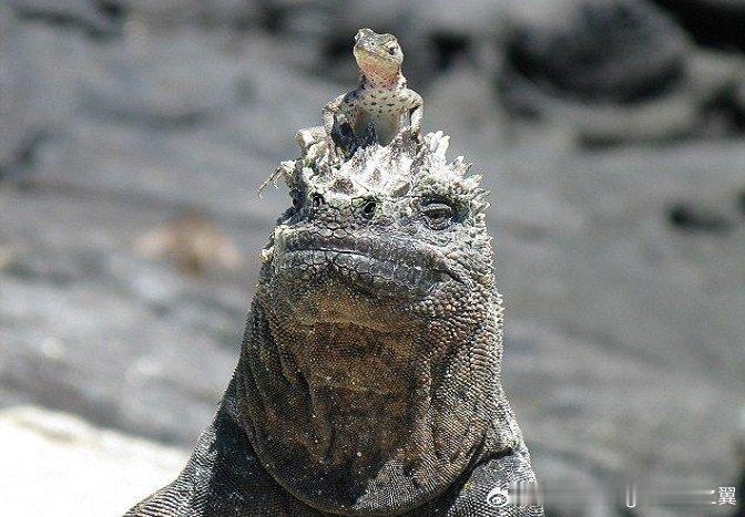 海鬣蜥与熔岩蜥蜴之间存在互利共生的关系，熔岩蜥蜴经常在海鬣蜥身上穿梭捕食苍蝇。由