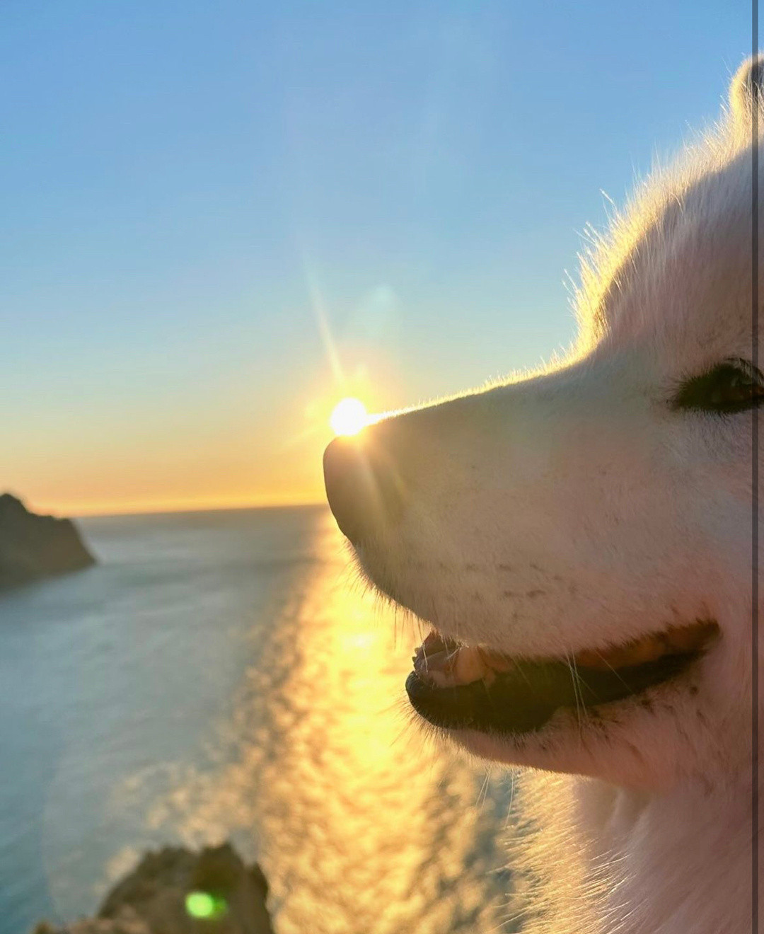 清晨落在了小狗的鼻子上