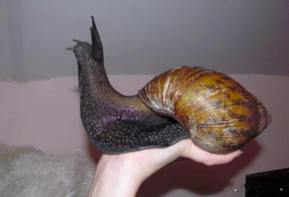 中国人为什么不吃蜗牛？蜗牛被称为“肉中黄金”，法国人一年能吃6万吨的蜗牛，为什么