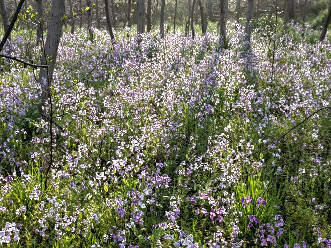 空地种花的人生最值得拥有！