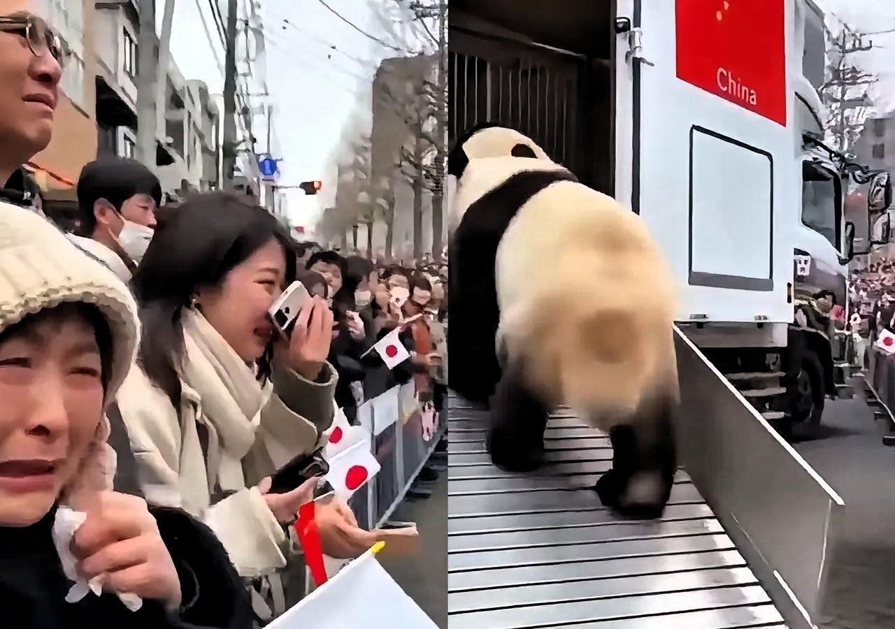 晓晓蕾蕾头也不回登车归国，日本民众的眼泪根本留不住国宝的归途，这从不是遗憾的离别
