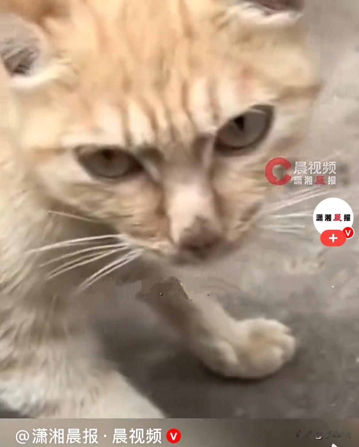 近日，云南楚雄一名女子刚踏出自家大门，自家小猫咪就迎面跑了过来，特别亲昵可低头