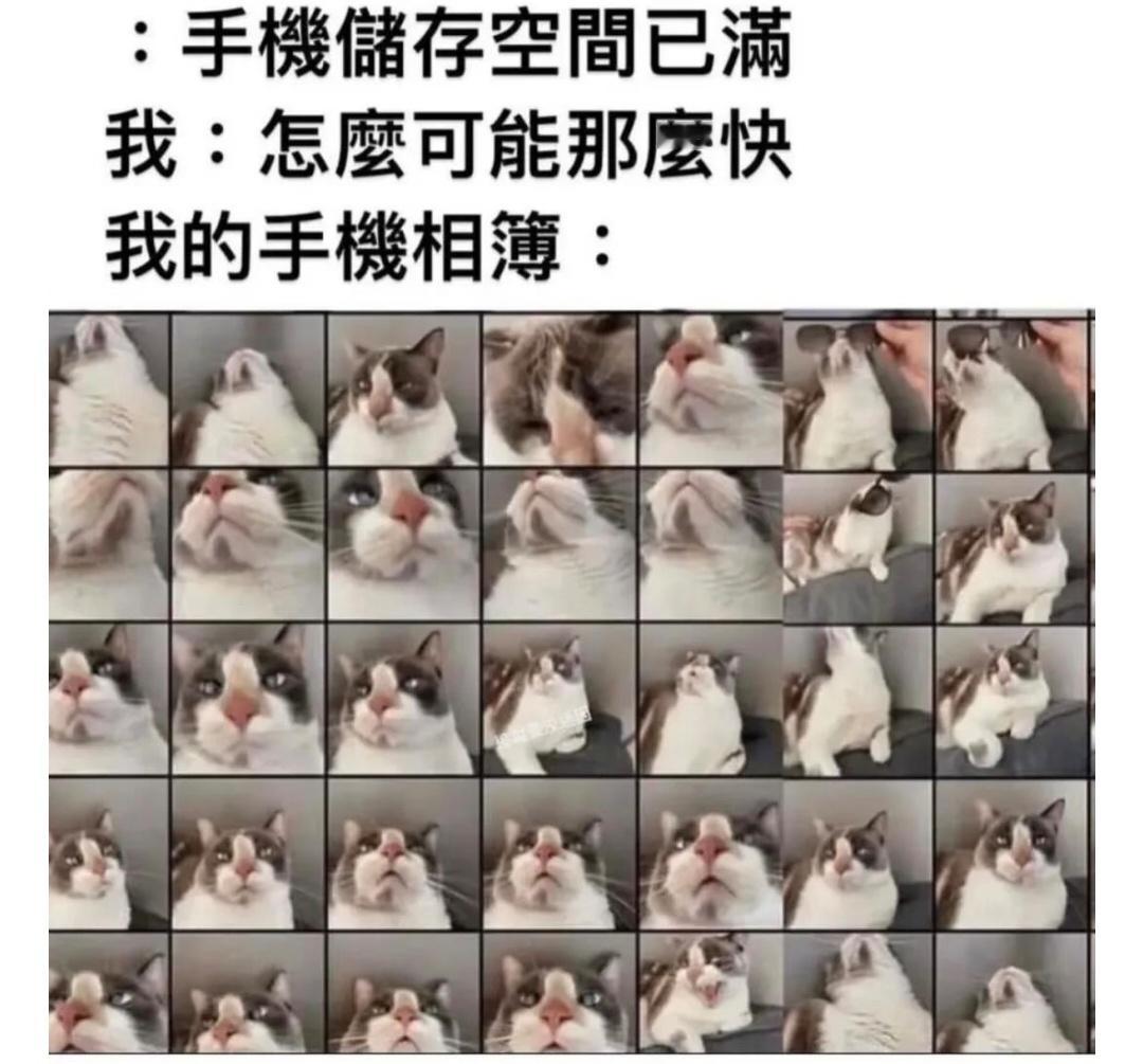 【猫meme】审咪积累来袭
