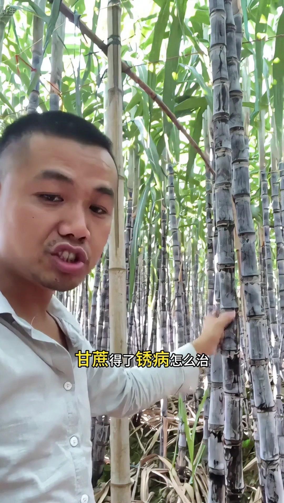 甘蔗得锈病怎么办，方法公布了！💖症状：甘蔗得锈病，甘蔗长不高，比正常甘蔗矮2-