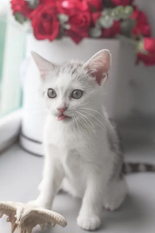 我家猫咪睡觉的模样简直萌化了！瞧这张照片，它缩成一团，像个毛茸茸的圆球，小爪子还