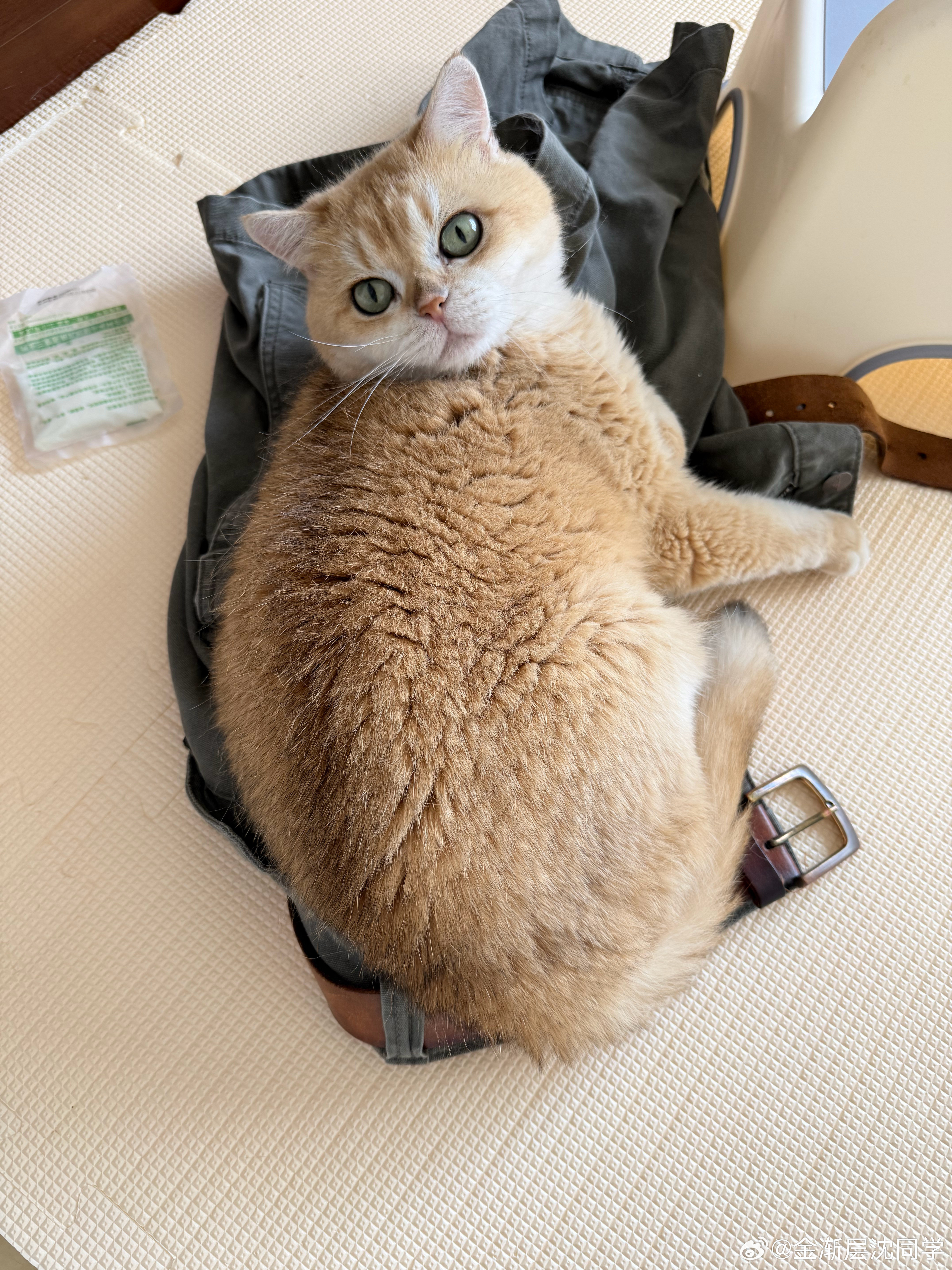 专睡我衣服萌宠猫咪