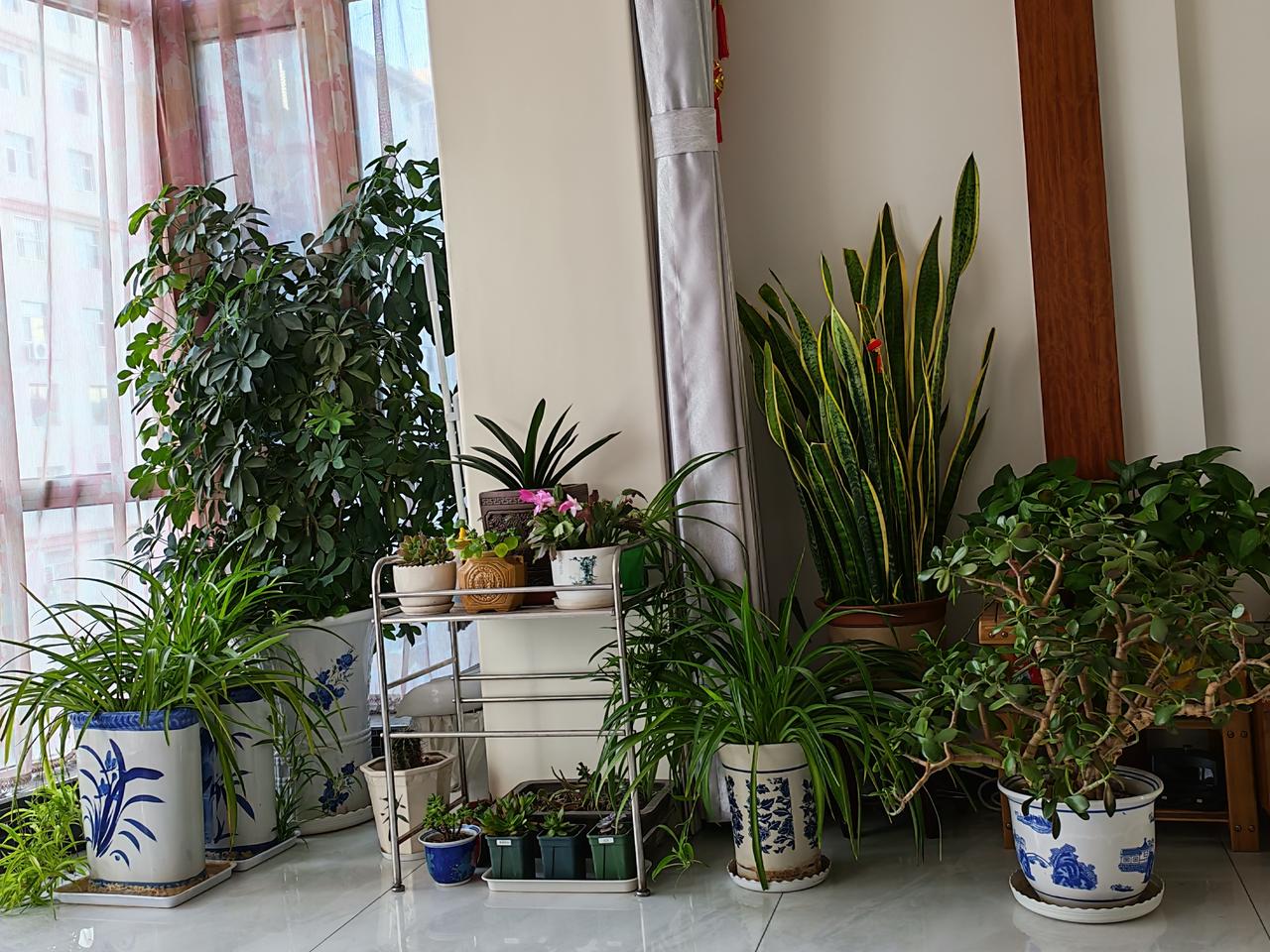 晒图笔记大赛冬季客厅的一抹暖意。