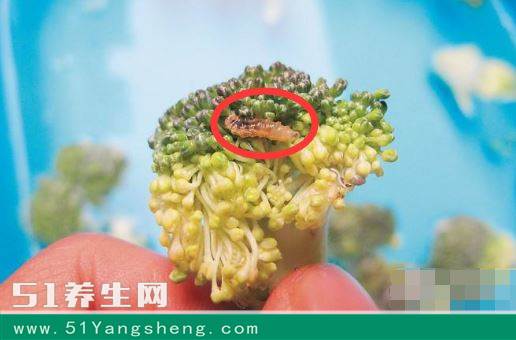 西兰花中竟有这么多小虫子! 这样清理才干净