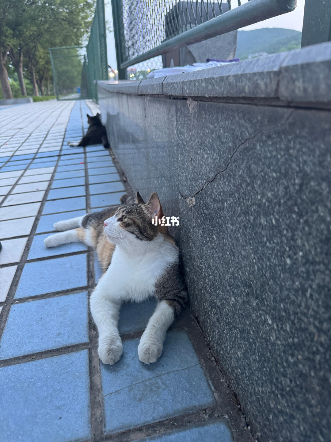 给咪咪一个特写