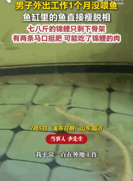 这也太惨了！山东临沂，一男子称，自己外出工作一个月，鱼缸托付给了小舅子。谁知小舅